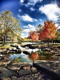 Trees in autumn