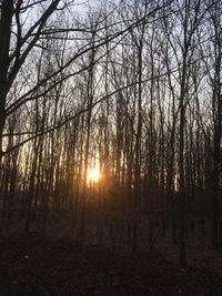 Bare trees in forest