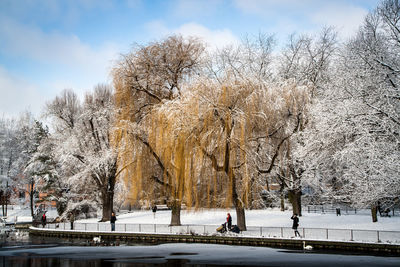 Snow covered trees in winter