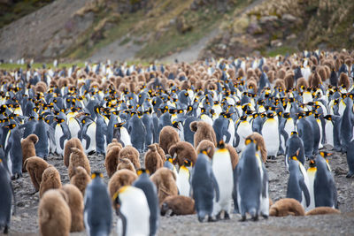 Penguins at beach