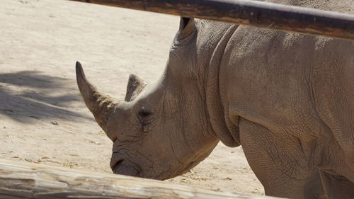 Close-up of elephant