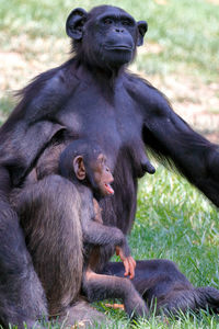 Chimpanzee with infant on grass