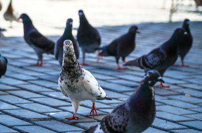 Close-up of pigeons perching on footpath