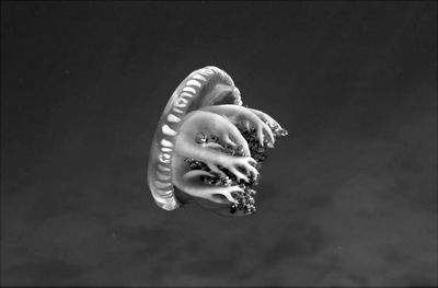 Close-up of jellyfish against black background