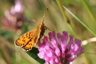 Close-up of butterfly pollinating flower