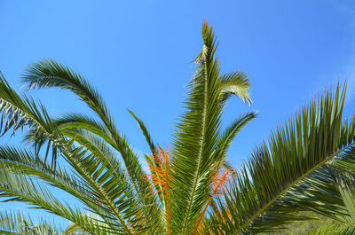 Low angle view of palm tree against clear blue sky