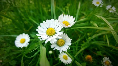 Close-up of white daisy blooming outdoors