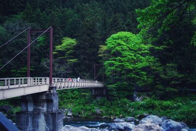 Bridge over river in forest