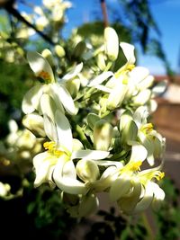 Close-up of white flowers blooming in park