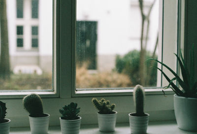 Potted cactus on window sill