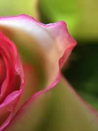 Close-up of pink flower