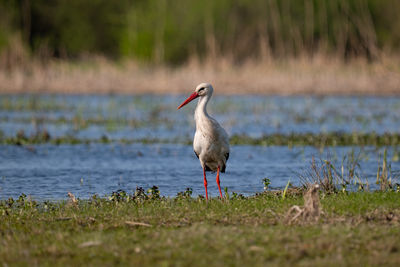 Bird on field