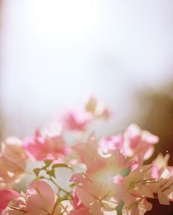 Close-up of pink flowers