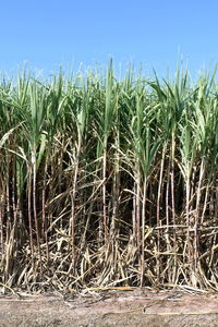 Crops growing on field against sky
