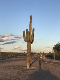 Cactus growing on road against sky during sunset