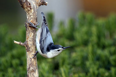 Close-up of bird perching on wood