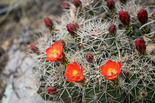 red, growth, flower, plant, freshness, fragility, nature, beauty in nature, field, poppy, petal, close-up, flower head, high angle view, blooming, leaf, day, growing, orange color, botany