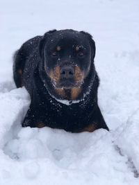 Portrait of dog in snow