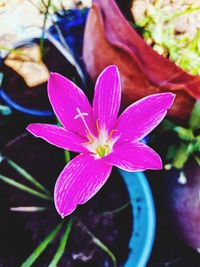 Close-up of pink flower