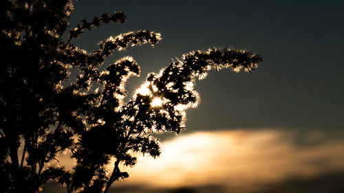 Low angle view of silhouette tree against sky during sunset