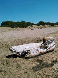 Driftwood on beach against clear sky