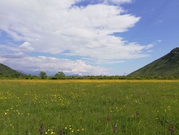 Scenic view of grassy field against cloudy sky