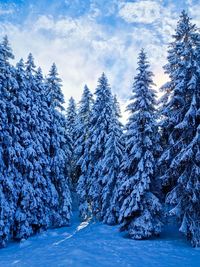 Winter view of firr forest against the morning sunlight