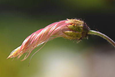 Close-up of red flowering plant