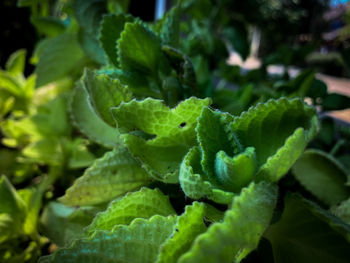 Close-up of green plant