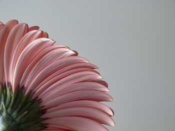 Close-up of pink flower against white background