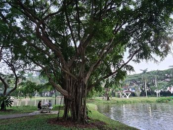 People in park by trees