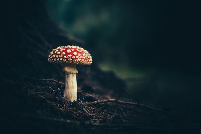 Fly agaric mushroom growing on field