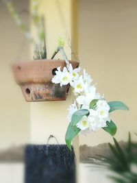 Close-up of flowers in vase