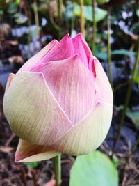 Close-up of pink flower