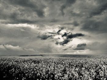 Scenic view of agricultural field against sky