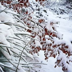 Frozen tree branches during winter