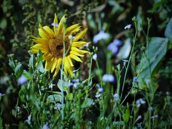 Close-up of yellow flowering plant on field