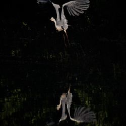 Bird flying over lake