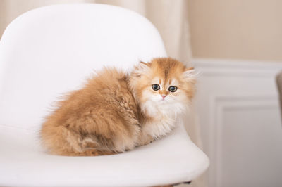 Portrait of cat sitting on bed at home