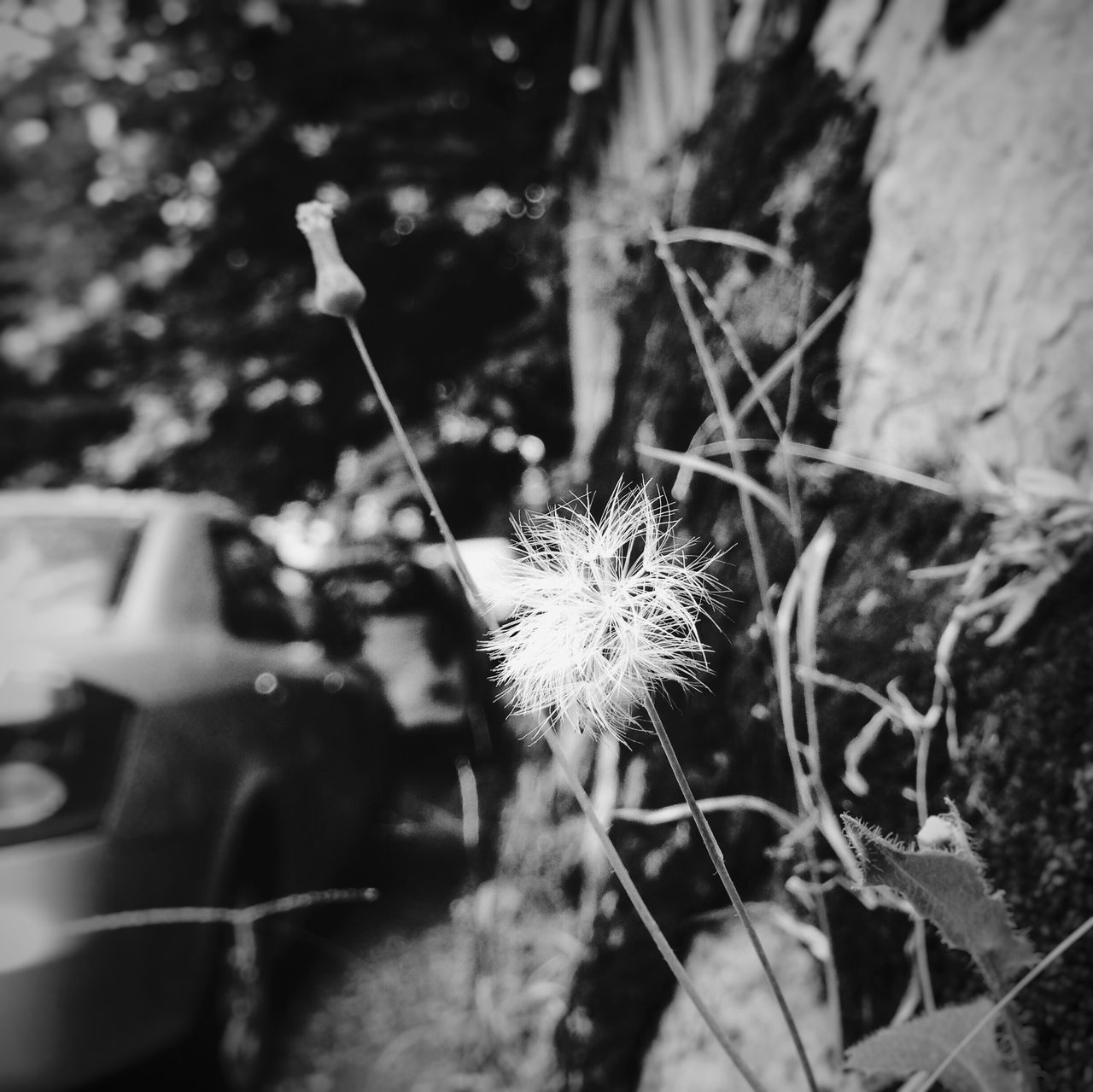 flower, fragility, growth, close-up, plant, focus on foreground, selective focus, nature, stem, dandelion, dry, freshness, outdoors, beauty in nature, flower head, day, no people, field, uncultivated, botany