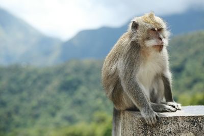 Close-up of monkey sitting in retaining wall