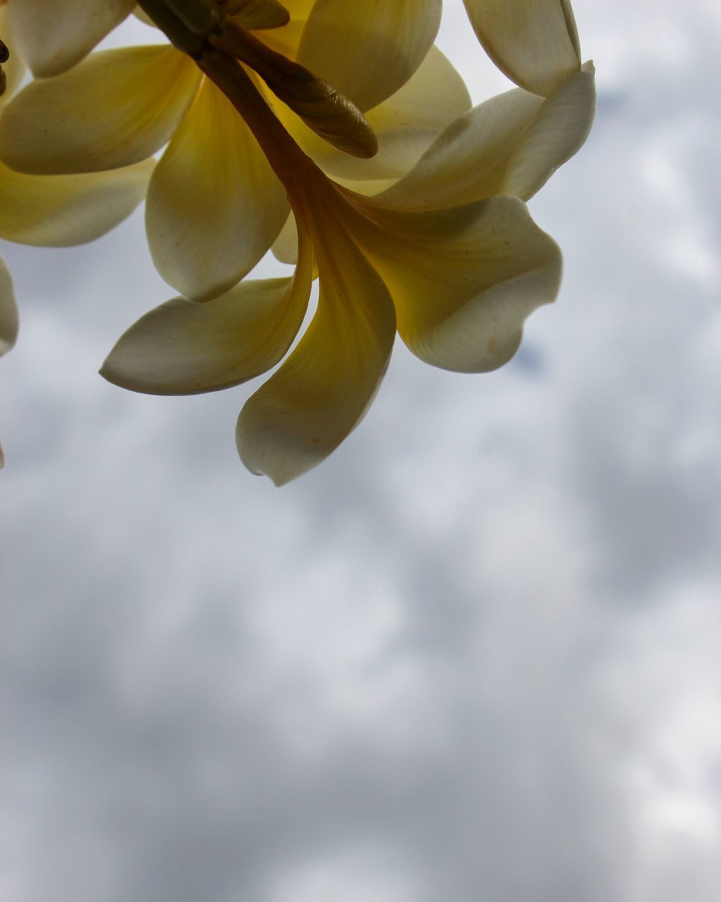 flower, petal, freshness, fragility, yellow, flower head, growth, beauty in nature, nature, close-up, blooming, plant, in bloom, focus on foreground, blossom, sky, outdoors, no people, day, botany