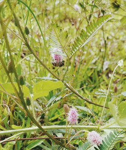 Close-up of insect on purple flowering plant