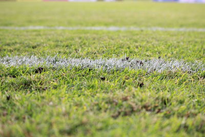 Close-up of sheep on field