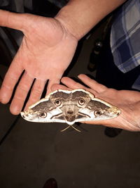 High angle view of hand holding fish