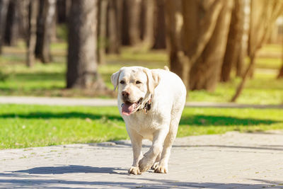 Portrait of dog on footpath