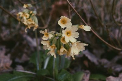 Close-up of white flowers blooming on tree