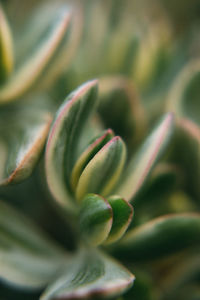 Close-up of flowering plant