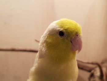 Close-up of a bird