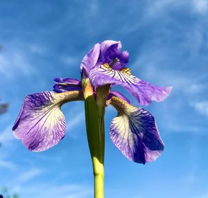 Siberian iris